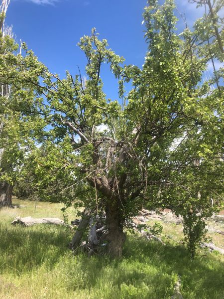 File:Tree McCoin Upper 37.jpg