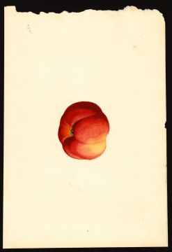 USDA Pomological Watercolor by Shull, James Marion (Boise, Ada, Idaho)