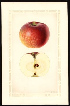 USDA Pomological Watercolor of McIntosh