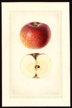 POM00002844 by Steadman, Royal Charles b., Arlington