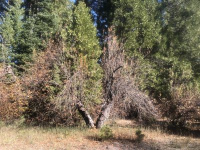 Heritage apple tree #4 at the El Rancho Homestead Site (Hubbard Ranch), Lower Metolius, 2019.