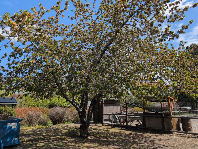 File:Tree Hollinshead 3.jpg