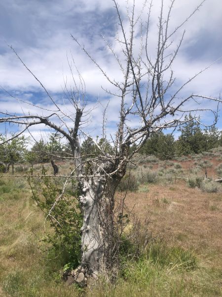 File:Tree McCoin Upper 51.jpg