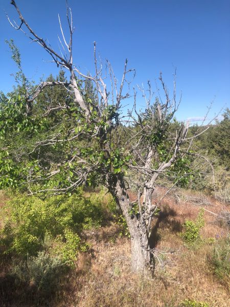 File:Tree Cyrus Barn 118.jpg
