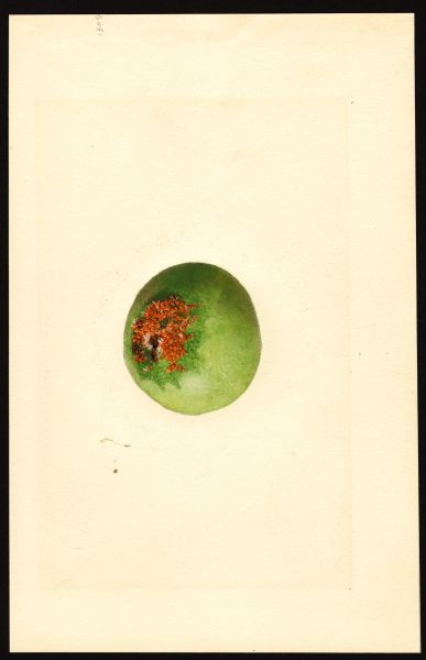 File:USDA Pomological Black Twig POM00001241.jpg