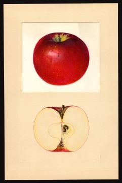 USDA Pomological Watercolor by Arnold, Mary Daisy (Dorset, Bennington, Virginia)
