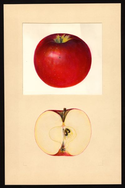 File:USDA Pomological Wealthy POM00003511.jpg