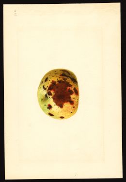 POM00004034 by Shull, James Marion, Winchester