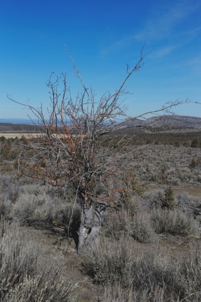 File:Tree Cyrus 14.JPG