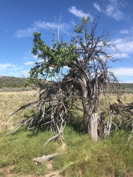 File:Tree East Springer 108.jpg