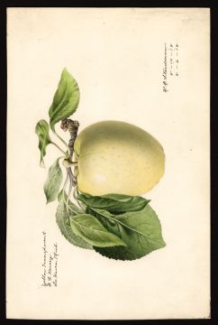 USDA Pomological Watercolor by Steadman, Royal Charles (South Haven, Van Buren, Michigan)