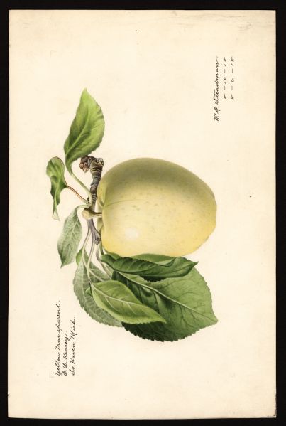 File:USDA Pomological Yellow Transparent POM00000992.jpg