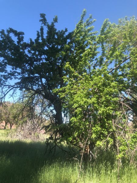 File:Tree Osborn Springs 112.jpg