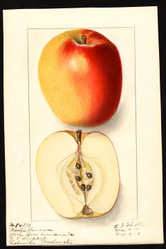 USDA Pomological Watercolor of Winter Banana