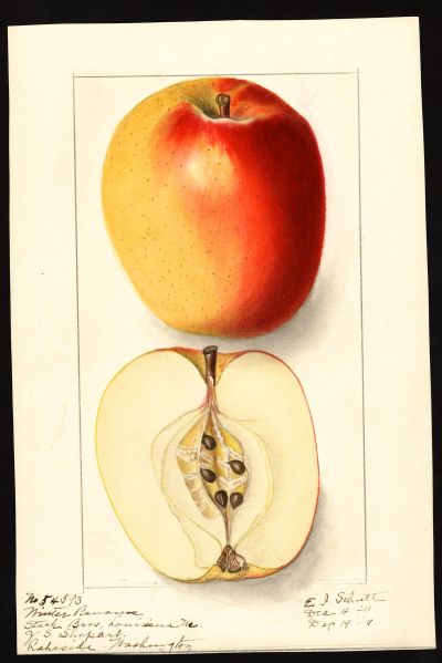 File:USDA Pomological Winter Banana POM00001322.jpg