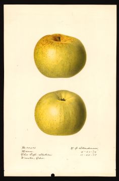 USDA Pomological Watercolor by Steadman, Royal Charles (Wooster, Wayne, Ohio)