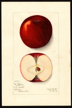 USDA Pomological Watercolor of Missouri Pippin