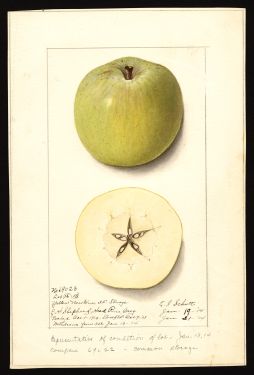 POM00000277 by Schutt, Ellen Isham, Hood River