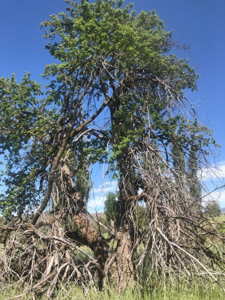 File:Tree Osborn Springs 111.jpg