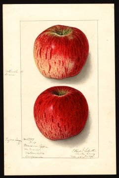 USDA Pomological Watercolor of Missouri Pippin