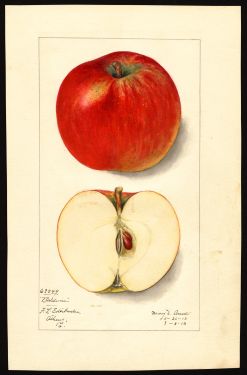 POM00001355 by Arnold, Mary Daisy, Athens