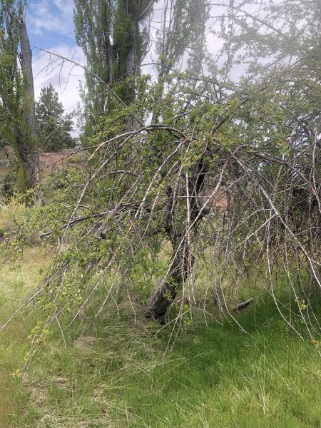 File:Tree McCoin Upper 65.jpg