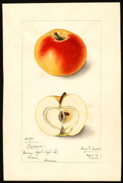 USDA Pomological Watercolor of Winter Banana