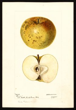 USDA Pomological Watercolor by Passmore, Deborah Griscom (Sinks Grove, Monroe, West Virginia)