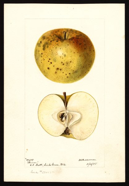 File:USDA Pomological Mann POM00000469.jpg