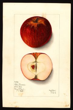 USDA Pomological Watercolor by Arnold, Mary Daisy (Derry, Rockingham, New Hampshire)