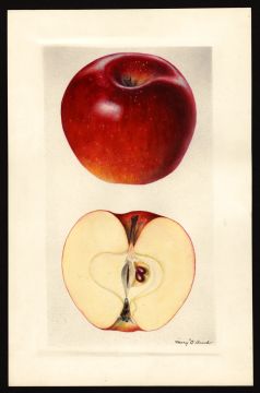 USDA Pomological Watercolor of Red Delicious