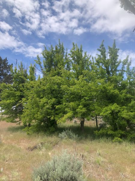 File:McCoin Upper Trees 59-62 a.jpg