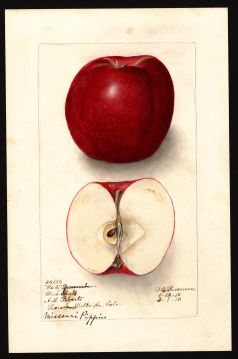 USDA Pomological Watercolor of Missouri Pippin