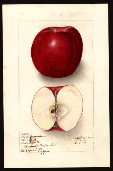 File:USDA Pomological Missouri Pippin POM00002806.jpg