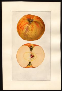USDA Pomological Watercolor by Arnold, Mary Daisy (Arlington, Virginia)