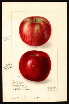 USDA Pomological Watercolor by Passmore, Deborah Griscom (Syracuse, Onondaga, New York)