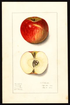 USDA Pomological Watercolor by Schutt, Ellen Isham