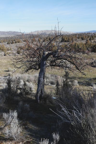 File:Tree Cyrus 5.JPG