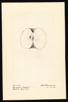 USDA Pomological Watercolor of Missouri Pippin