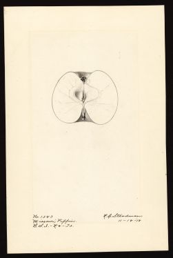 POM00000029 by Steadman, Royal Charles b.