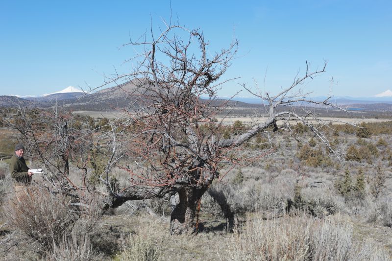 File:Tree Cyrus 19.JPG