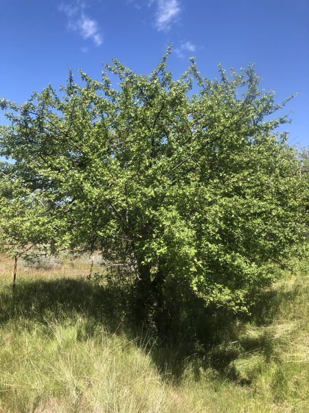 File:Tree McCoin Lower 69.JPG