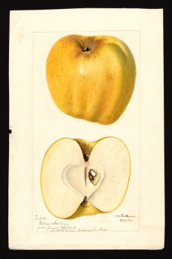 POM00000884 by Passmore, Deborah Griscom, Yakima