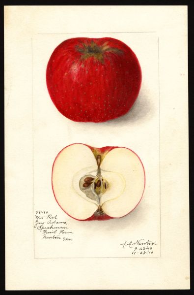 File:USDA Pomological Missouri Pippin POM00002406.jpg
