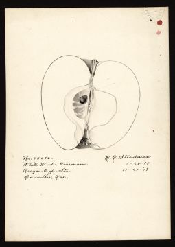 USDA Pomological Watercolor by Steadman, Royal Charles (Corvallis, Benton, Oregon)