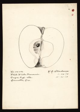 POM00000047 by Steadman, Royal Charles b., Corvallis