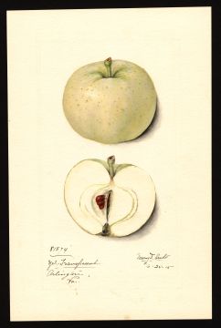 USDA Pomological Watercolor by Arnold, Mary Daisy (Arlington, Virginia)