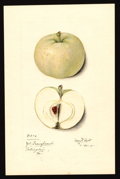 File:USDA Pomological Yellow Transparent POM00000997.jpg