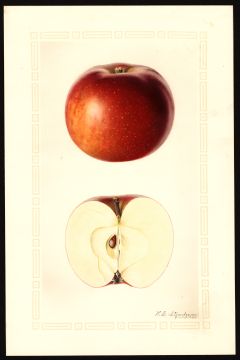 USDA Pomological Watercolor by Steadman, Royal Charles (Amherst, Hampshire, Massachusetts)