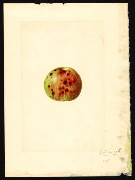 USDA Pomological Watercolor by Shull, James Marion (Gladys, Campbell, Virginia)